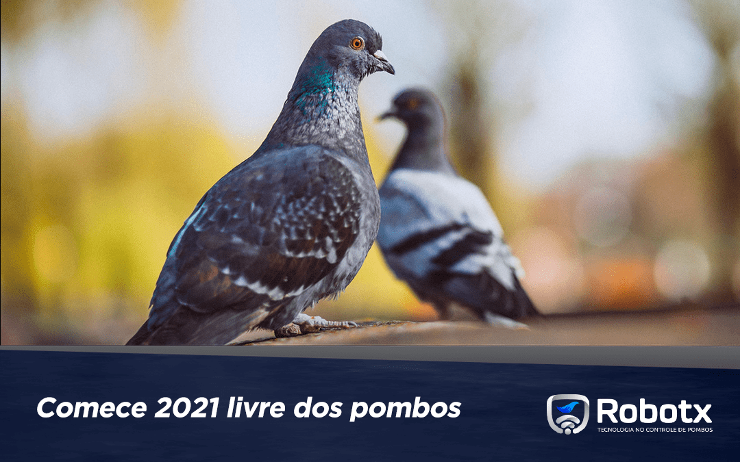 Comece 2021 livre dos pombos