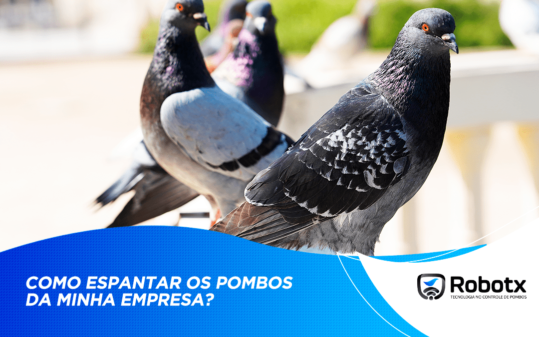 Como espantar os pombos da minha empresa?